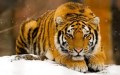 Tiger1542's Avatar